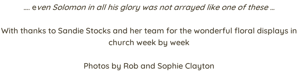 …. even Solomon in all his glory was not arrayed like one of these …  With thanks to Sandie Stocks and her team for the wonderful floral displays in  church week by week  Photos by Rob and Sophie Clayton